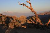 Joshua Tree and Mojave Desert
